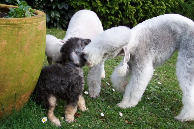 Unsere Hunde 03.02 (17).JPG